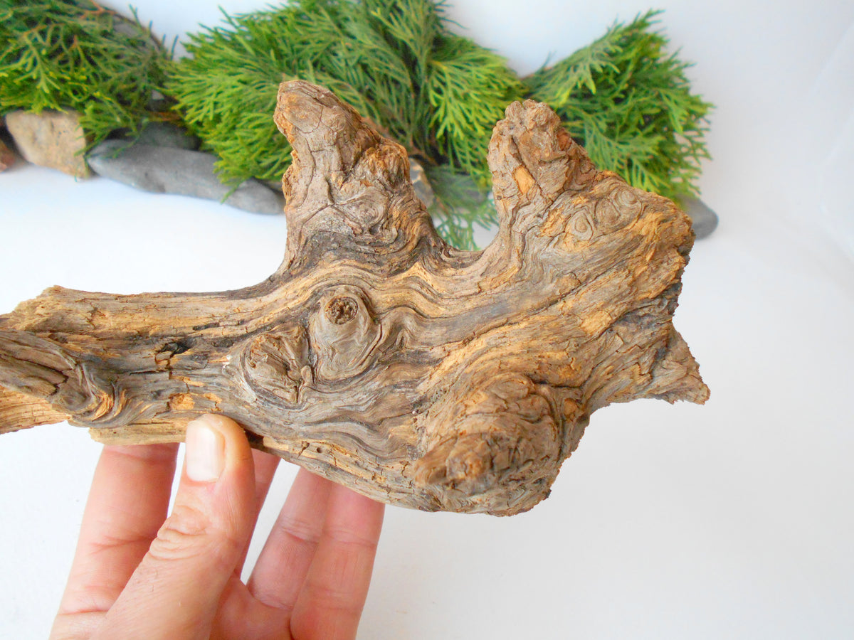 This is a naturally formed driftwood with a unique surface formed in a forest in the Rhodopes Mountain in Southern Europe- country Bulgaria. This piece of wood has been formed for many years and time has exposed the inner parts of the old tree wood.&amp;nbsp;  Size: about&amp;nbsp; 11&#39;&#39; x 4.5&#39;&#39; x 4&#39;&#39;-&amp;nbsp; 28 x 11.5 x 10 cm.&amp;nbsp;