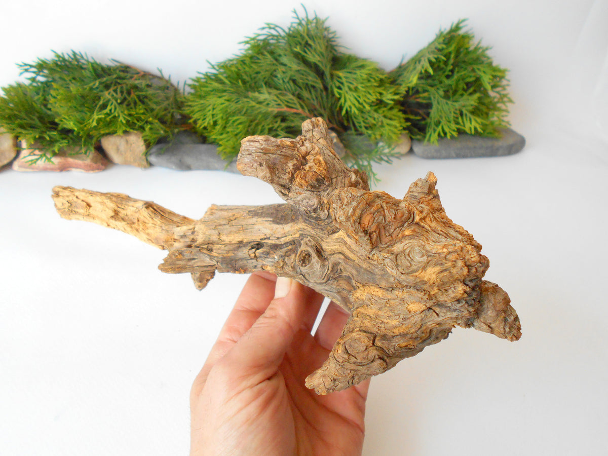 This is a naturally formed driftwood with a unique surface formed in a forest in the Rhodopes Mountain in Southern Europe- country Bulgaria. This piece of wood has been formed for many years and time has exposed the inner parts of the old tree wood.&amp;nbsp;  Size: about&amp;nbsp; 11&#39;&#39; x 4.5&#39;&#39; x 4&#39;&#39;-&amp;nbsp; 28 x 11.5 x 10 cm.&amp;nbsp;