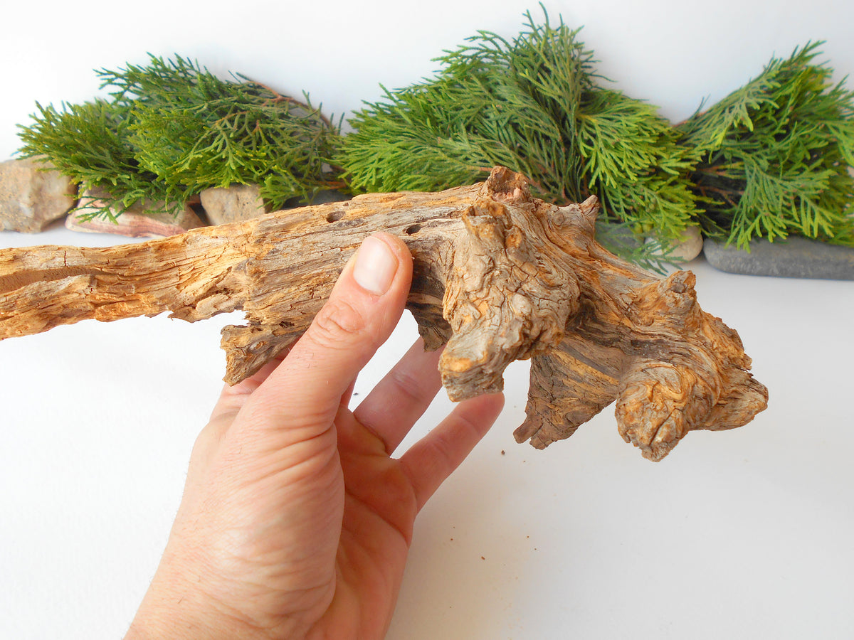 This is a naturally formed driftwood with a unique surface formed in a forest in the Rhodopes Mountain in Southern Europe- country Bulgaria. This piece of wood has been formed for many years and time has exposed the inner parts of the old tree wood.&amp;nbsp;  Size: about&amp;nbsp; 11&#39;&#39; x 4.5&#39;&#39; x 4&#39;&#39;-&amp;nbsp; 28 x 11.5 x 10 cm.&amp;nbsp;