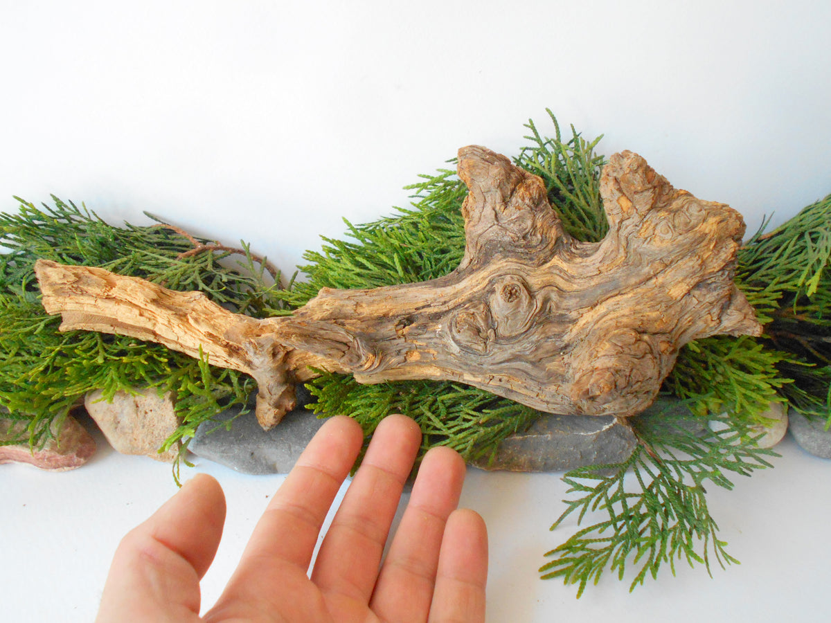 This is a naturally formed driftwood with a unique surface formed in a forest in the Rhodopes Mountain in Southern Europe- country Bulgaria. This piece of wood has been formed for many years and time has exposed the inner parts of the old tree wood.&amp;nbsp;  Size: about&amp;nbsp; 11&#39;&#39; x 4.5&#39;&#39; x 4&#39;&#39;-&amp;nbsp; 28 x 11.5 x 10 cm.&amp;nbsp;