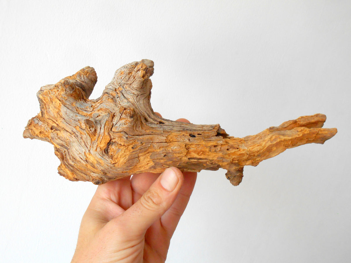 This is a naturally formed driftwood with a unique surface formed in a forest in the Rhodopes Mountain in Southern Europe- country Bulgaria. This piece of wood has been formed for many years and time has exposed the inner parts of the old tree wood.&amp;nbsp;  Size: about&amp;nbsp; 11&#39;&#39; x 4.5&#39;&#39; x 4&#39;&#39;-&amp;nbsp; 28 x 11.5 x 10 cm.&amp;nbsp;