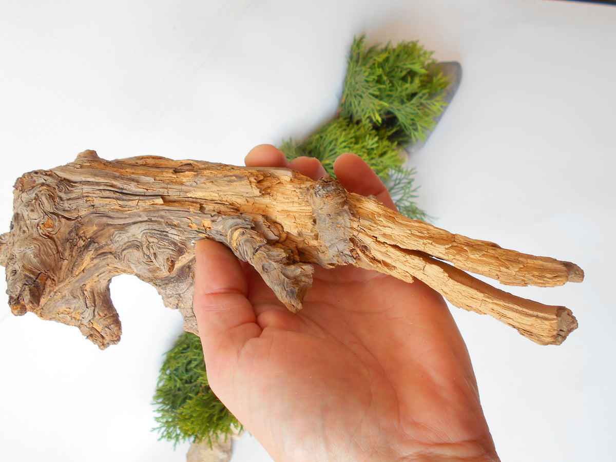 This is a naturally formed driftwood with a unique surface formed in a forest in the Rhodopes Mountain in Southern Europe- country Bulgaria. This piece of wood has been formed for many years and time has exposed the inner parts of the old tree wood.&amp;nbsp;  Size: about&amp;nbsp; 11&#39;&#39; x 4.5&#39;&#39; x 4&#39;&#39;-&amp;nbsp; 28 x 11.5 x 10 cm.&amp;nbsp;