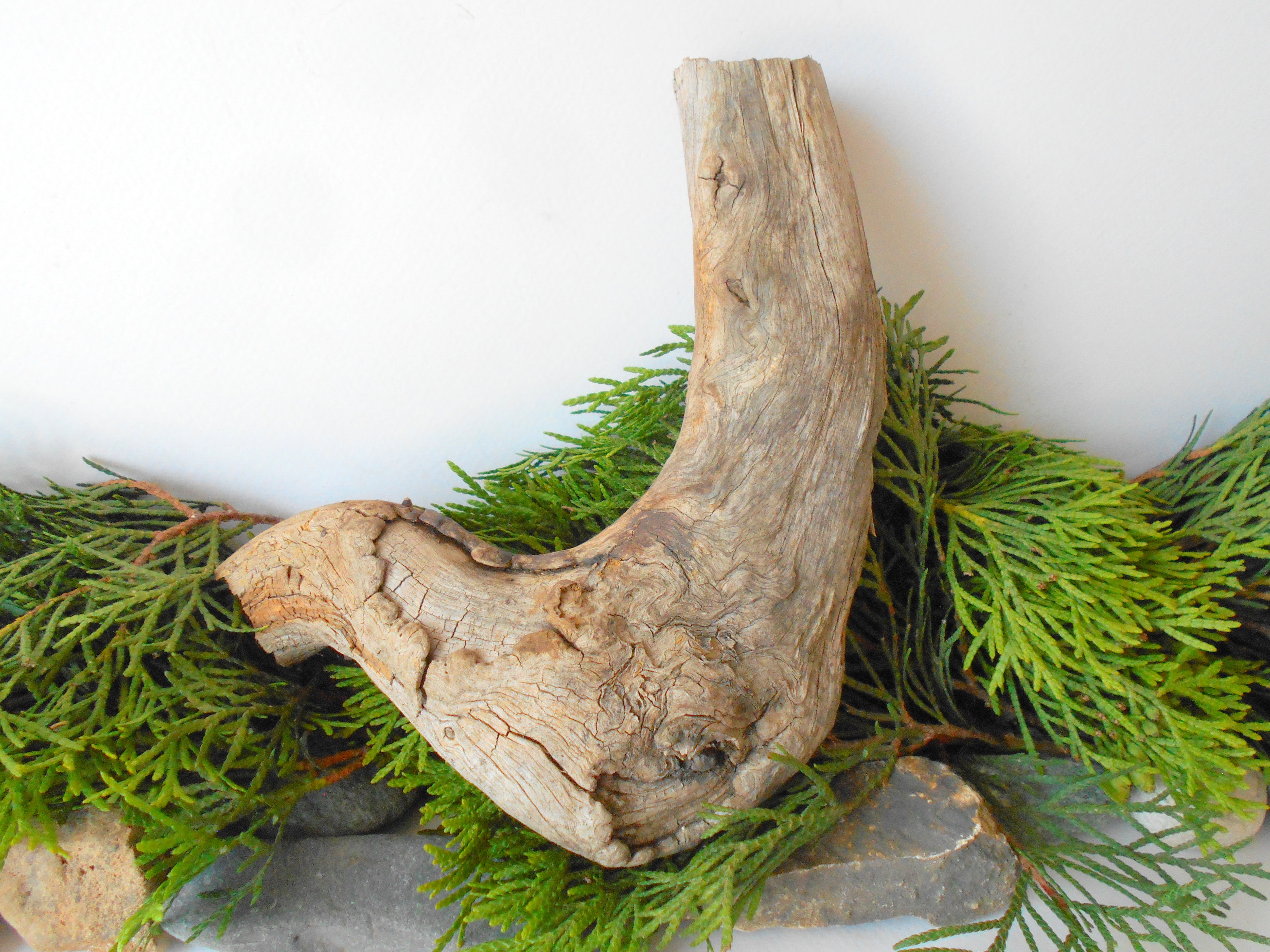 Aquarium Driftwood from pine tree- Unique wood piece- natural forest decoration- naturally twisted wood