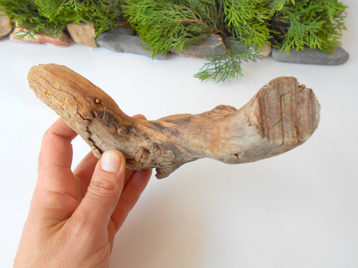 This is a naturally formed driftwood with a unique surface formed in a forest in the Rhodopes Mountain in Southern Europe- country Bulgaria. This piece of wood has been formed for many years and time has exposed the inner parts of the old tree wood. It looks to me like a pipe.&amp;nbsp;  Size: about 7.5&#39;&#39; x 6&#39;&#39; x 2&#39;&#39;-&amp;nbsp; 19 x 15 x 5 cm.&amp;nbsp;