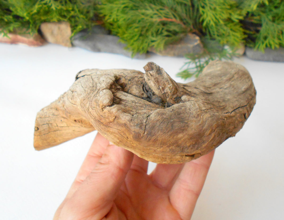 This is a naturally formed driftwood with a unique surface formed in a forest in the Rhodopes Mountain in Southern Europe- country Bulgaria. This piece of wood has been formed for many years and time has exposed the inner parts of the old tree wood. It looks to me like a pipe.&amp;nbsp;  Size: about 7.5&#39;&#39; x 6&#39;&#39; x 2&#39;&#39;-&amp;nbsp; 19 x 15 x 5 cm.&amp;nbsp;