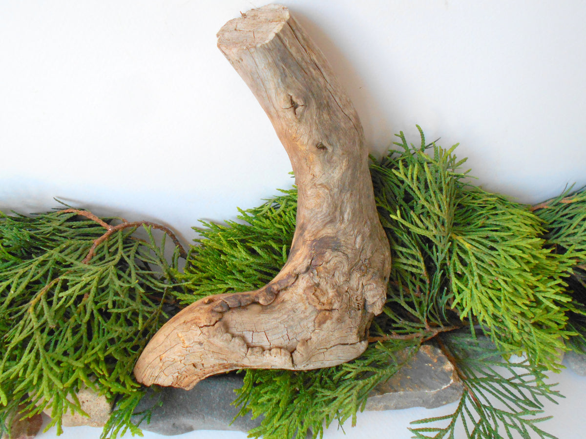 This is a naturally formed driftwood with a unique surface formed in a forest in the Rhodopes Mountain in Southern Europe- country Bulgaria. This piece of wood has been formed for many years and time has exposed the inner parts of the old tree wood. It looks to me like a pipe.&amp;nbsp;  Size: about 7.5&#39;&#39; x 6&#39;&#39; x 2&#39;&#39;-&amp;nbsp; 19 x 15 x 5 cm.&amp;nbsp;