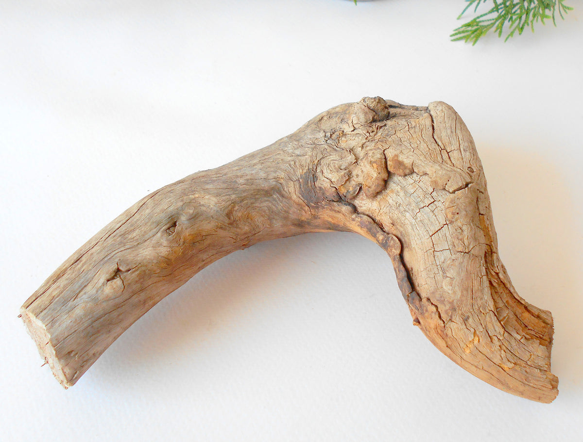 This is a naturally formed driftwood with a unique surface formed in a forest in the Rhodopes Mountain in Southern Europe- country Bulgaria. This piece of wood has been formed for many years and time has exposed the inner parts of the old tree wood. It looks to me like a pipe.&amp;nbsp;  Size: about 7.5&#39;&#39; x 6&#39;&#39; x 2&#39;&#39;-&amp;nbsp; 19 x 15 x 5 cm.&amp;nbsp;