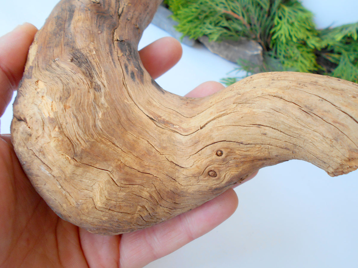 This is a naturally formed driftwood with a unique surface formed in a forest in the Rhodopes Mountain in Southern Europe- country Bulgaria. This piece of wood has been formed for many years and time has exposed the inner parts of the old tree wood. It looks to me like a pipe.&amp;nbsp;  Size: about 7.5&#39;&#39; x 6&#39;&#39; x 2&#39;&#39;-&amp;nbsp; 19 x 15 x 5 cm.&amp;nbsp;