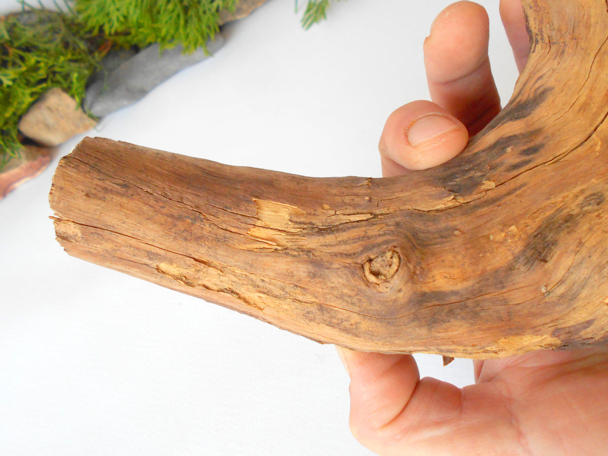 This is a naturally formed driftwood with a unique surface formed in a forest in the Rhodopes Mountain in Southern Europe- country Bulgaria. This piece of wood has been formed for many years and time has exposed the inner parts of the old tree wood. It looks to me like a pipe.&amp;nbsp;  Size: about 7.5&#39;&#39; x 6&#39;&#39; x 2&#39;&#39;-&amp;nbsp; 19 x 15 x 5 cm.&amp;nbsp;