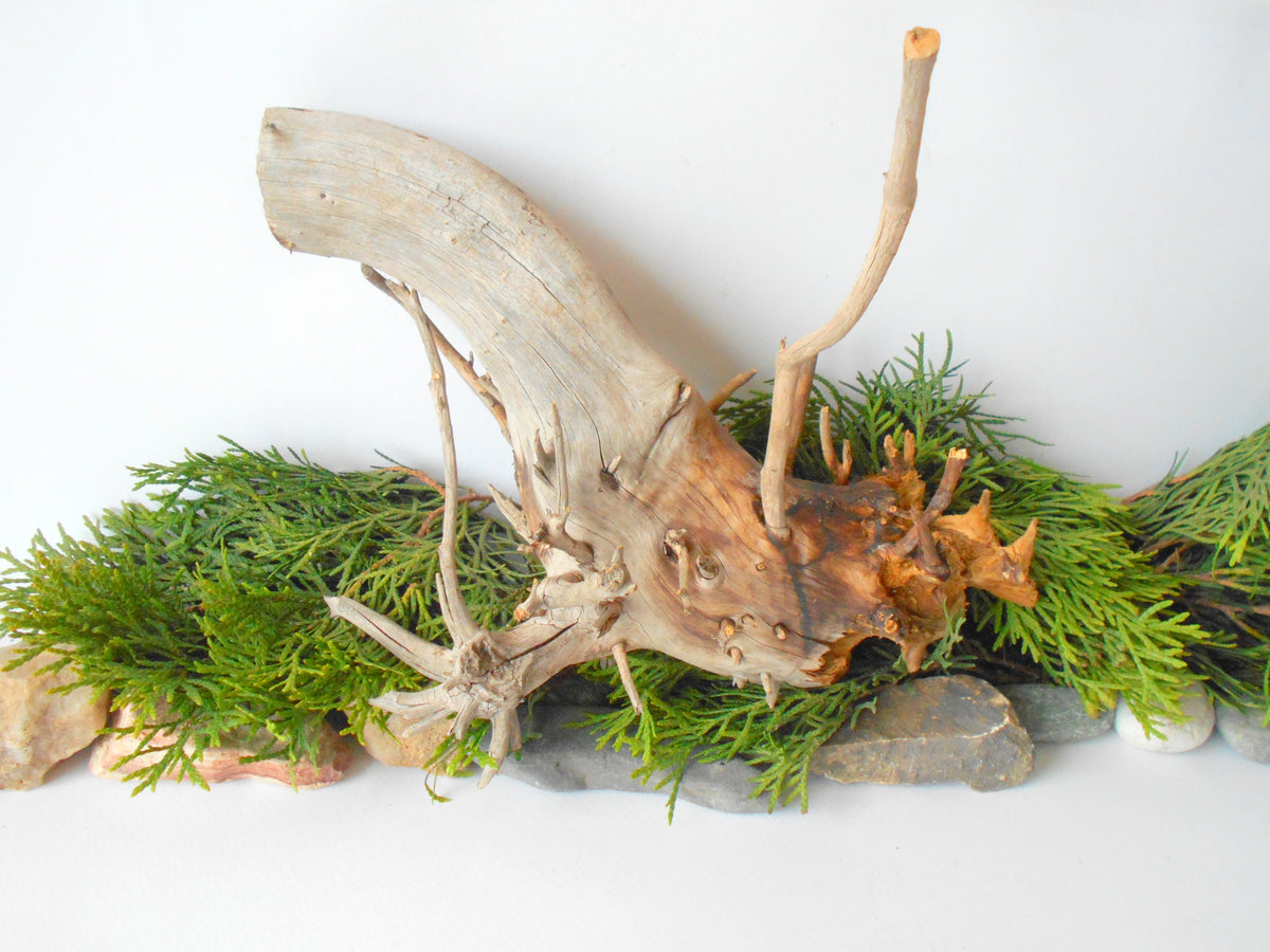 Terrarium driftwood from pine tree- Unique wood piece- natural forest decoration- naturally twisted wood