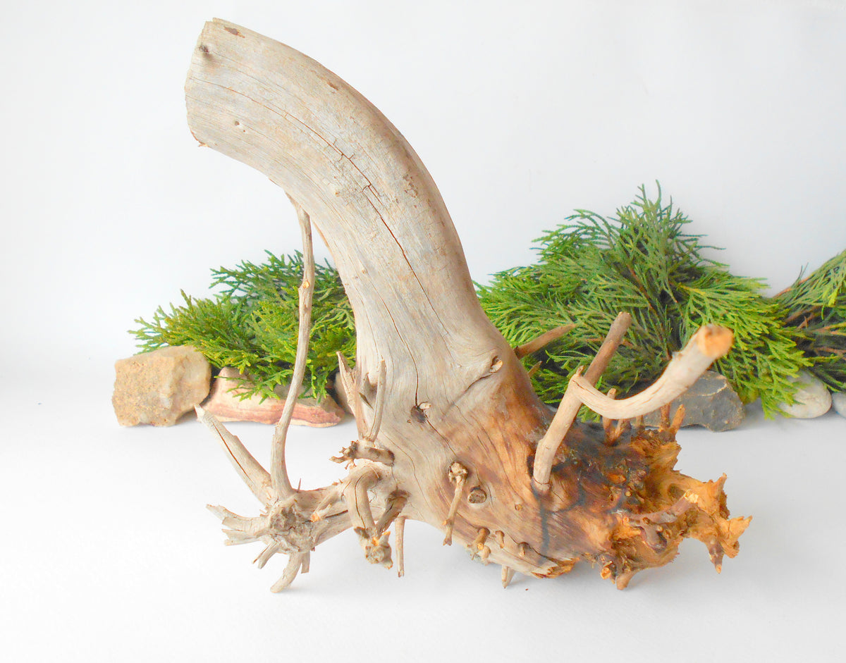 Terrarium driftwood from pine tree- Unique wood piece- natural forest decoration- naturally twisted wood