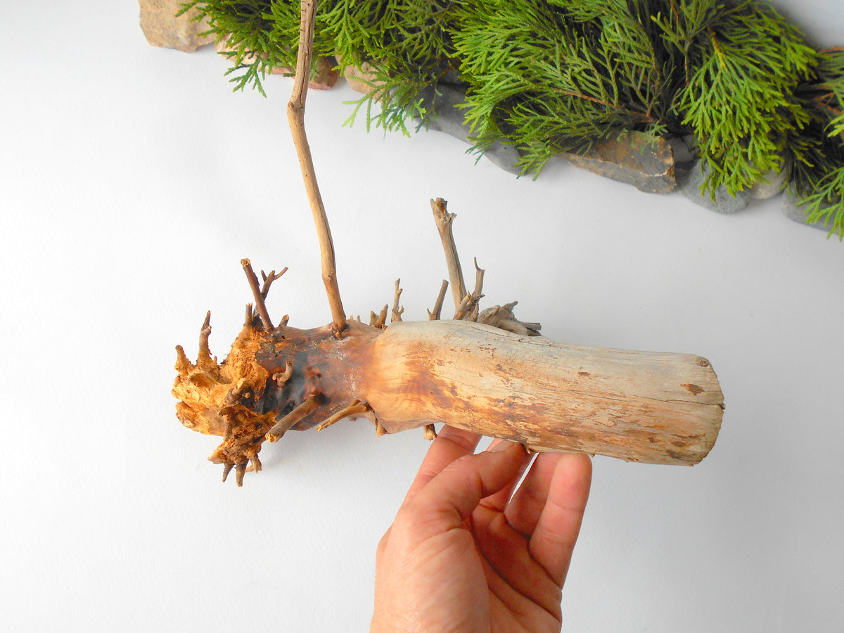 Terrarium driftwood from pine tree- Unique wood piece- natural forest decoration- naturally twisted wood