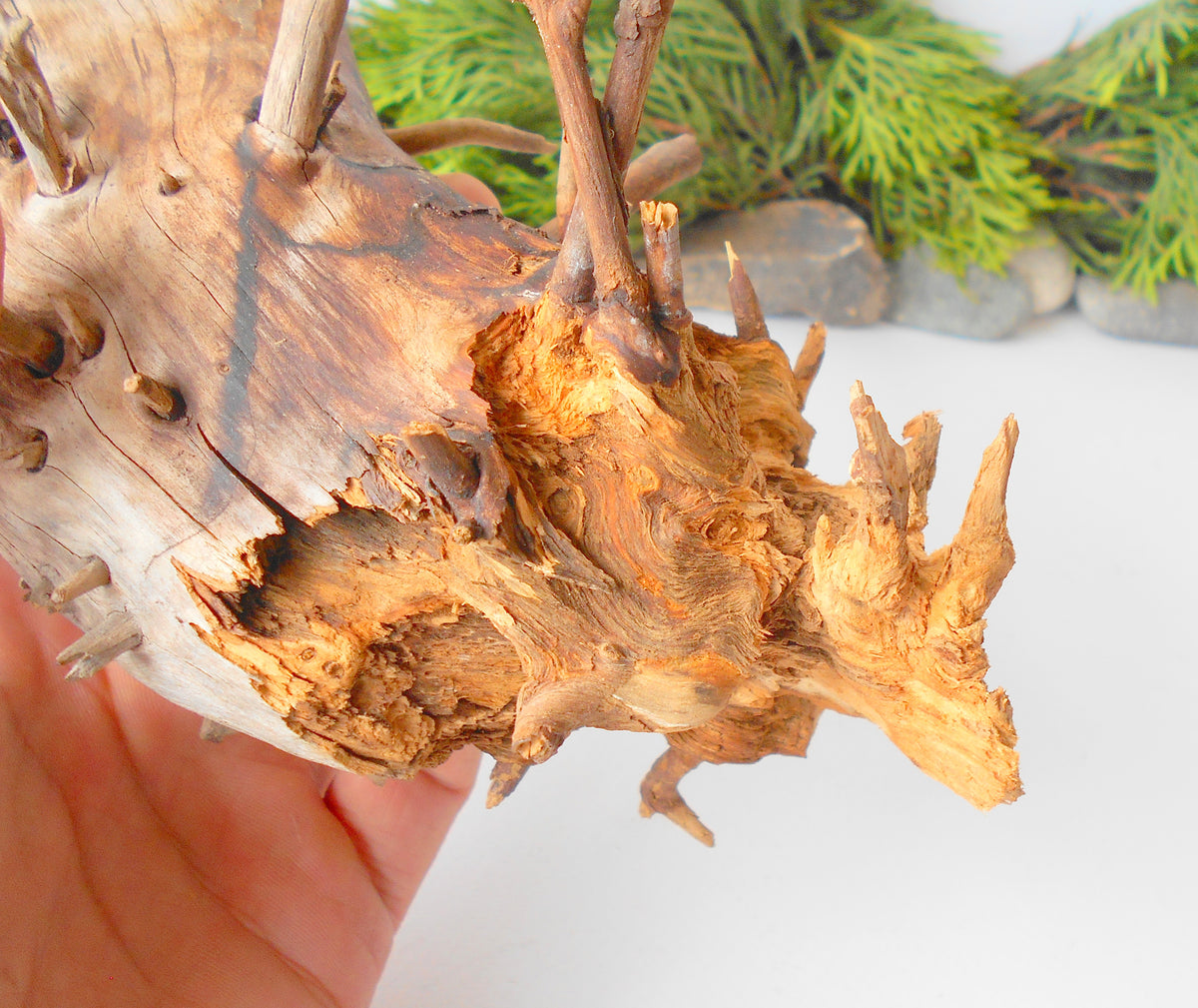 Terrarium driftwood from pine tree- Unique wood piece- natural forest decoration- naturally twisted wood