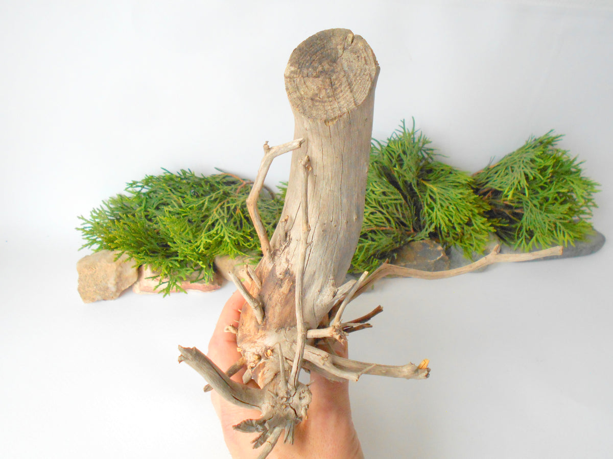 Terrarium driftwood from pine tree- Unique wood piece- natural forest decoration- naturally twisted wood