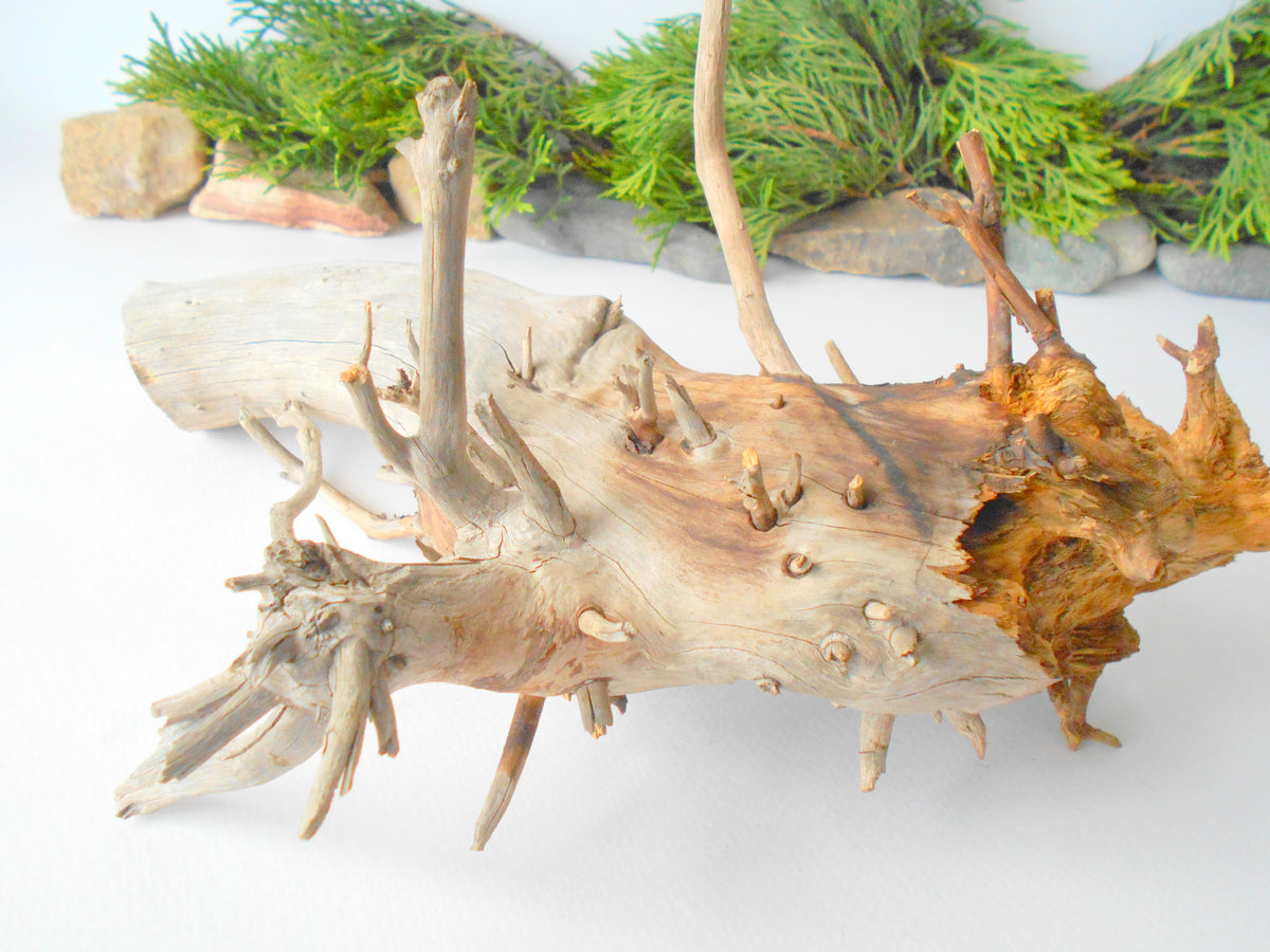 Terrarium driftwood from pine tree- Unique wood piece- natural forest decoration- naturally twisted wood