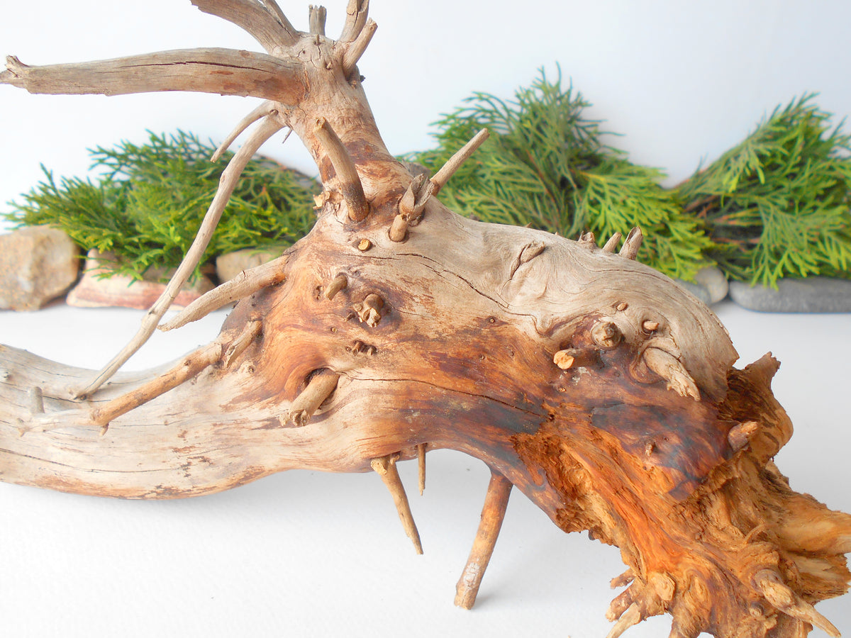 Terrarium driftwood from pine tree- Unique wood piece- natural forest decoration- naturally twisted wood