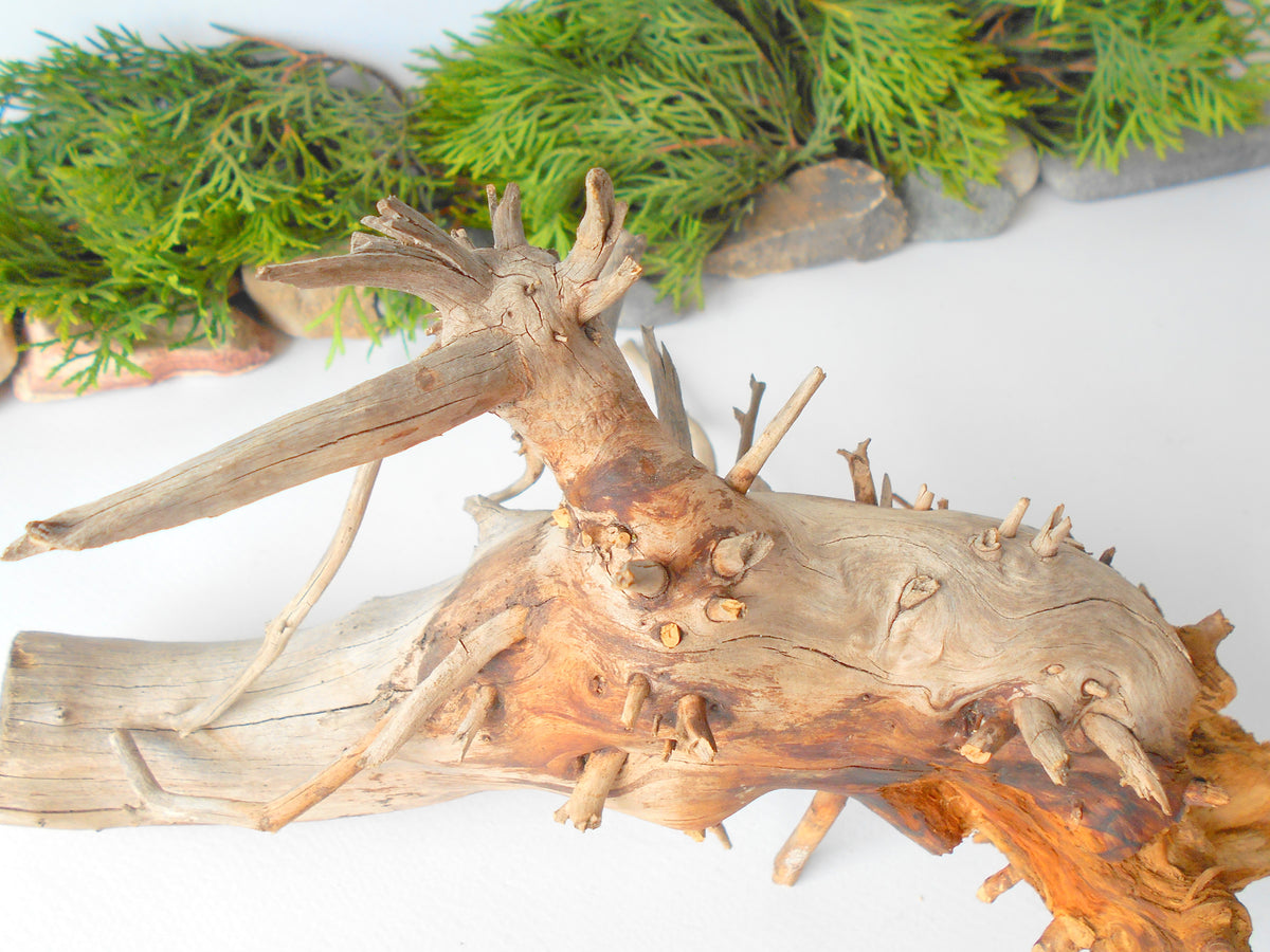 Terrarium driftwood from pine tree- Unique wood piece- natural forest decoration- naturally twisted wood