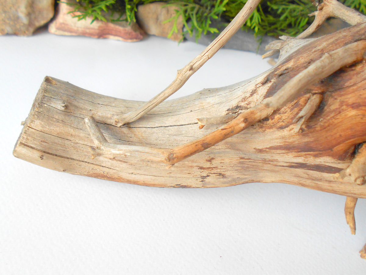 Terrarium driftwood from pine tree- Unique wood piece- natural forest decoration- naturally twisted wood