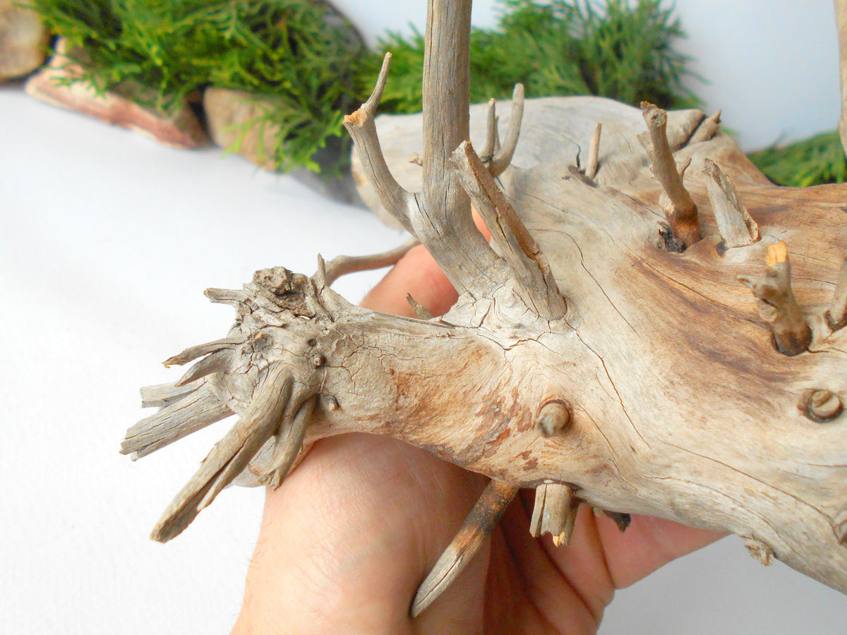 Terrarium driftwood from pine tree- Unique wood piece- natural forest decoration- naturally twisted wood