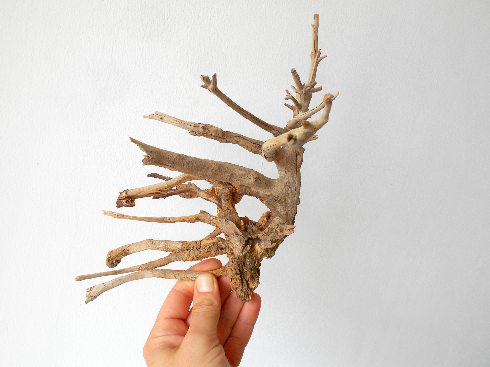 This is a naturally formed driftwood with a unique surface formed in a forest in the Rhodopes Mountain in Southern Europe- country Bulgaria. This piece of wood has been formed for many years and time has exposed the inner parts of the old tree wood. The piece has multiple rammifications and they make it even more beautiful.  Size: with all of the rammifications- about&nbsp; 10'' x 10'' x 8''-&nbsp; 25 x 25 x 20 cm.&nbsp;