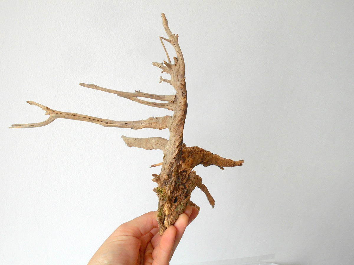 This is a naturally formed driftwood with a unique surface formed in a forest in the Rhodopes Mountain in Southern Europe- country Bulgaria. This piece of wood has been formed for many years and time has exposed the inner parts of the old tree wood. The piece has multiple rammifications and they make it even more beautiful.  Size: with all of the rammifications- about&amp;nbsp; 10&#39;&#39; x 10&#39;&#39; x 8&#39;&#39;-&amp;nbsp; 25 x 25 x 20 cm.&amp;nbsp;