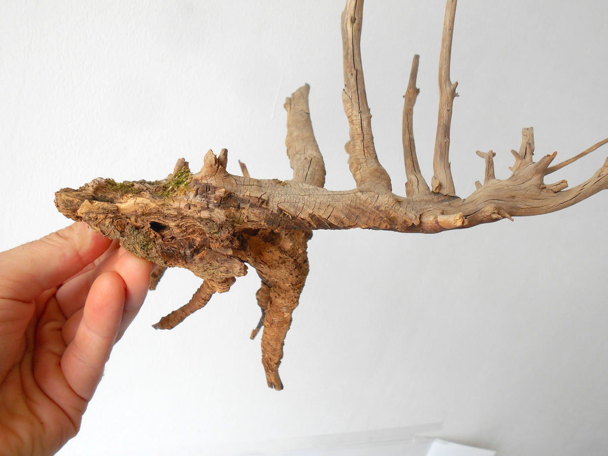 This is a naturally formed driftwood with a unique surface formed in a forest in the Rhodopes Mountain in Southern Europe- country Bulgaria. This piece of wood has been formed for many years and time has exposed the inner parts of the old tree wood. The piece has multiple rammifications and they make it even more beautiful.  Size: with all of the rammifications- about&amp;nbsp; 10&#39;&#39; x 10&#39;&#39; x 8&#39;&#39;-&amp;nbsp; 25 x 25 x 20 cm.&amp;nbsp;