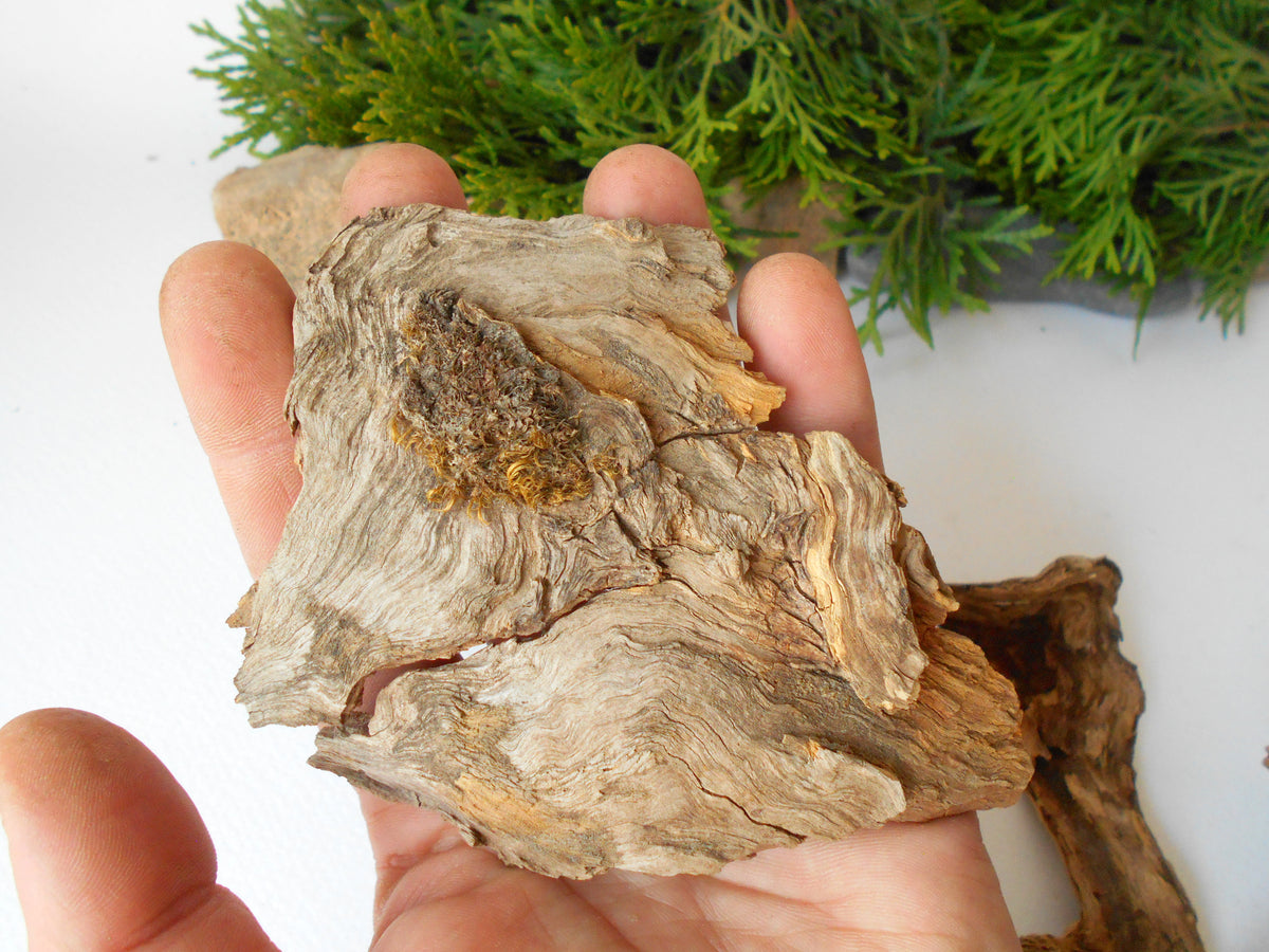 These are set of 9 naturally formed driftwood with a unique surface formed in a forest in the Rhodopes Mountain in Southern Europe- country Bulgaria. These pieces of wood have been formed for many years and time has exposed the inner parts of the old tree wood.&amp;nbsp;  Size: the driftwoods are about 4&#39;&#39; to 6&#39;&#39; - 10 to 15 cm.&amp;nbsp;