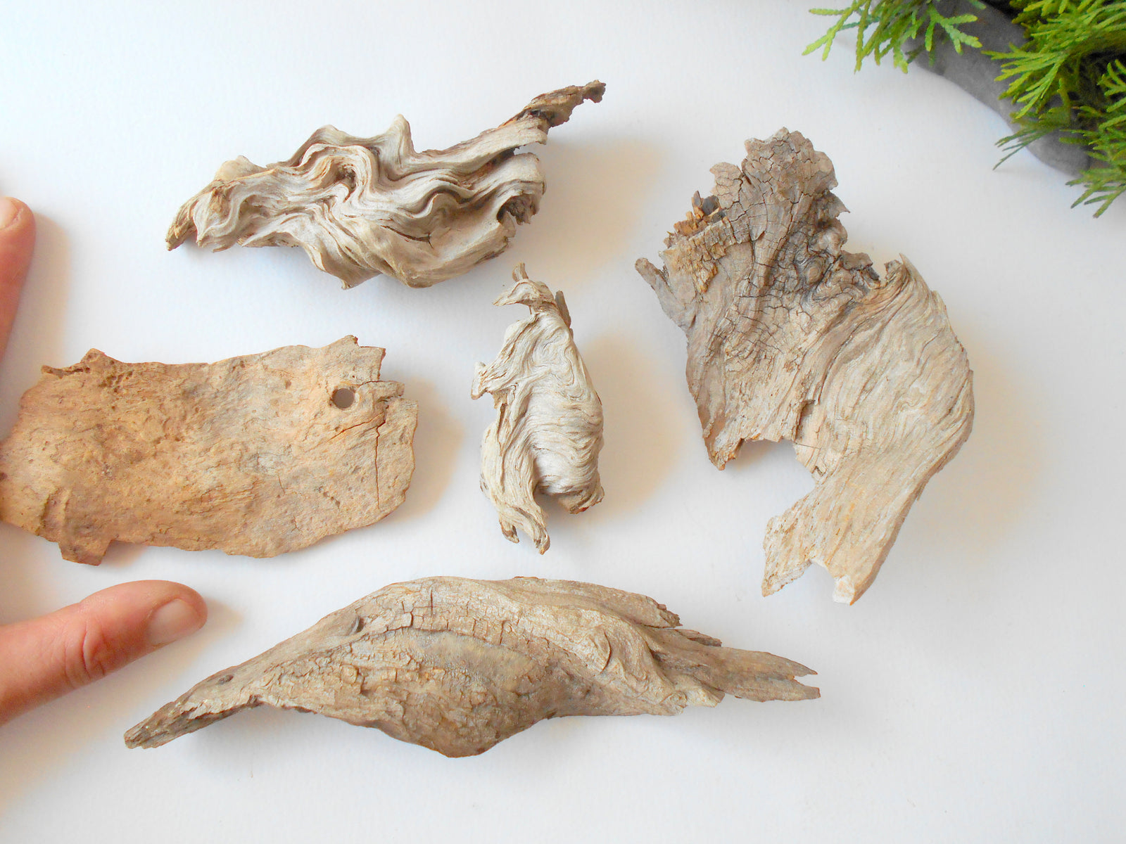 These are set of 5 naturally formed driftwood with a unique surface formed in a forest in the Rhodopes Mountain in Southern Europe- country Bulgaria. These pieces of wood have been formed for many years and time has exposed the inner parts of the old tree wood.&nbsp;  Size: the driftwoods are about 4'' to 5'' - 10 to 13 cm.&nbsp;