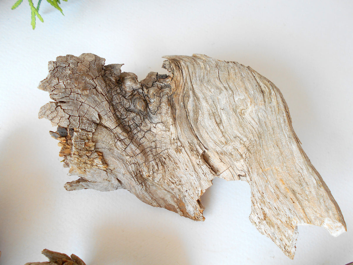 These are set of 5 naturally formed driftwood with a unique surface formed in a forest in the Rhodopes Mountain in Southern Europe- country Bulgaria. These pieces of wood have been formed for many years and time has exposed the inner parts of the old tree wood.&amp;nbsp;  Size: the driftwoods are about 4&#39;&#39; to 5&#39;&#39; - 10 to 13 cm.&amp;nbsp;