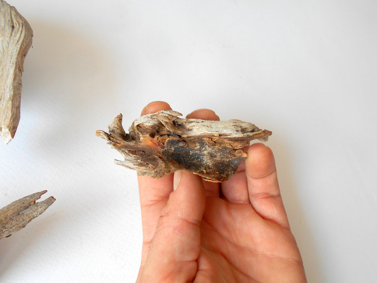 These are set of 5 naturally formed driftwood with a unique surface formed in a forest in the Rhodopes Mountain in Southern Europe- country Bulgaria. These pieces of wood have been formed for many years and time has exposed the inner parts of the old tree wood.&amp;nbsp;  Size: the driftwoods are about 4&#39;&#39; to 5&#39;&#39; - 10 to 13 cm.&amp;nbsp;