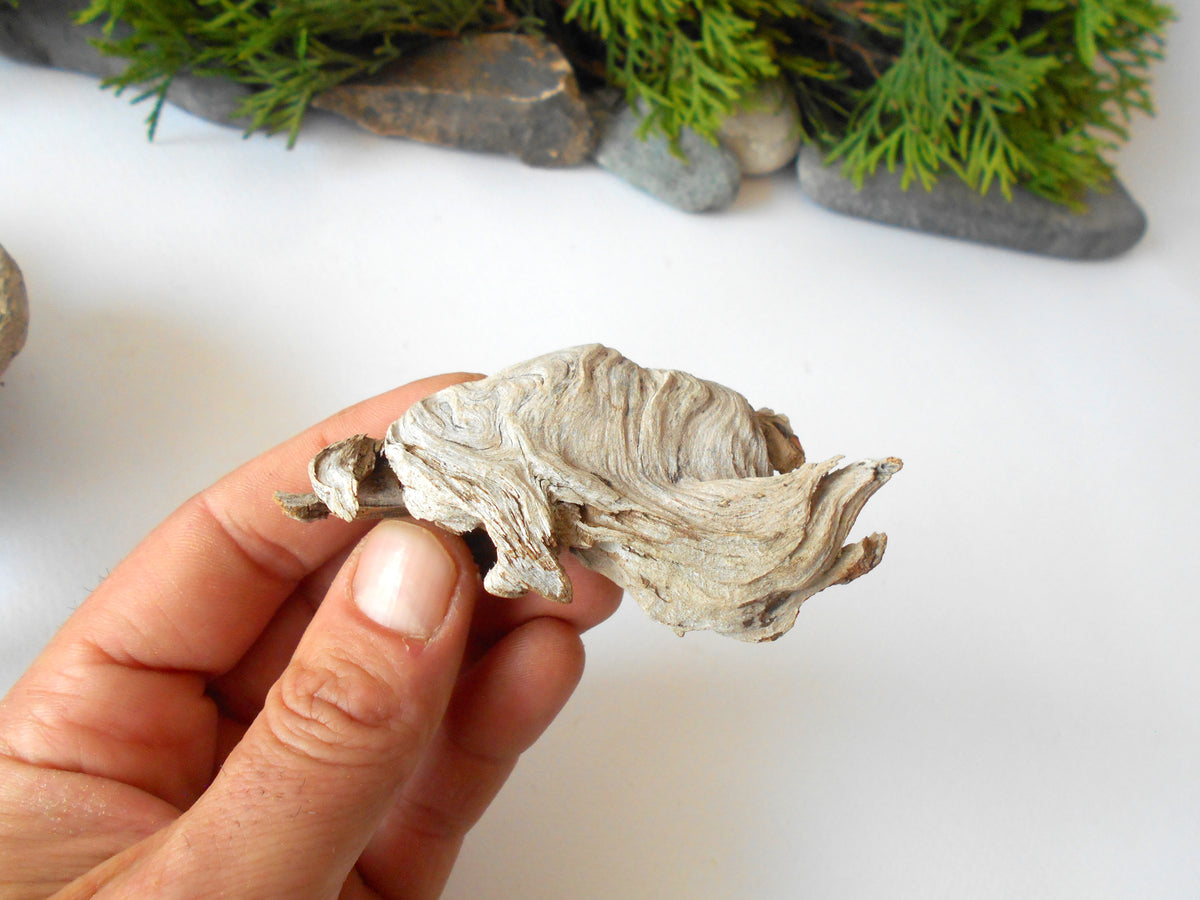 These are set of 5 naturally formed driftwood with a unique surface formed in a forest in the Rhodopes Mountain in Southern Europe- country Bulgaria. These pieces of wood have been formed for many years and time has exposed the inner parts of the old tree wood.&amp;nbsp;  Size: the driftwoods are about 4&#39;&#39; to 5&#39;&#39; - 10 to 13 cm.&amp;nbsp;