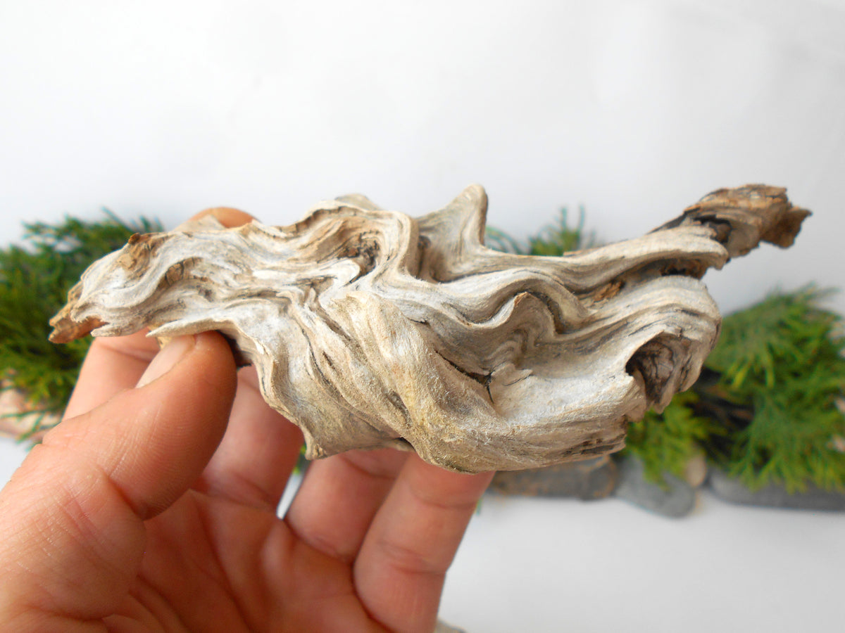 These are set of 5 naturally formed driftwood with a unique surface formed in a forest in the Rhodopes Mountain in Southern Europe- country Bulgaria. These pieces of wood have been formed for many years and time has exposed the inner parts of the old tree wood.&amp;nbsp;  Size: the driftwoods are about 4&#39;&#39; to 5&#39;&#39; - 10 to 13 cm.&amp;nbsp;