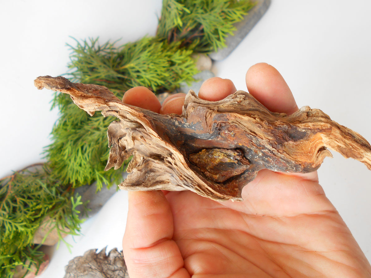 These are set of 5 naturally formed driftwood with a unique surface formed in a forest in the Rhodopes Mountain in Southern Europe- country Bulgaria. These pieces of wood have been formed for many years and time has exposed the inner parts of the old tree wood.&amp;nbsp;  Size: the driftwoods are about 4&#39;&#39; to 5&#39;&#39; - 10 to 13 cm.&amp;nbsp;