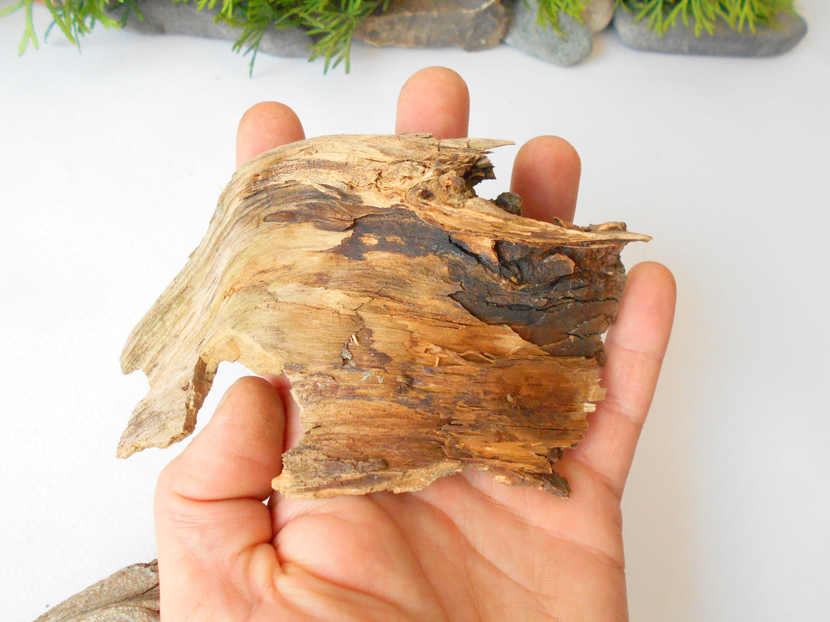 These are set of 5 naturally formed driftwood with a unique surface formed in a forest in the Rhodopes Mountain in Southern Europe- country Bulgaria. These pieces of wood have been formed for many years and time has exposed the inner parts of the old tree wood.&amp;nbsp;  Size: the driftwoods are about 4&#39;&#39; to 5&#39;&#39; - 10 to 13 cm.&amp;nbsp;