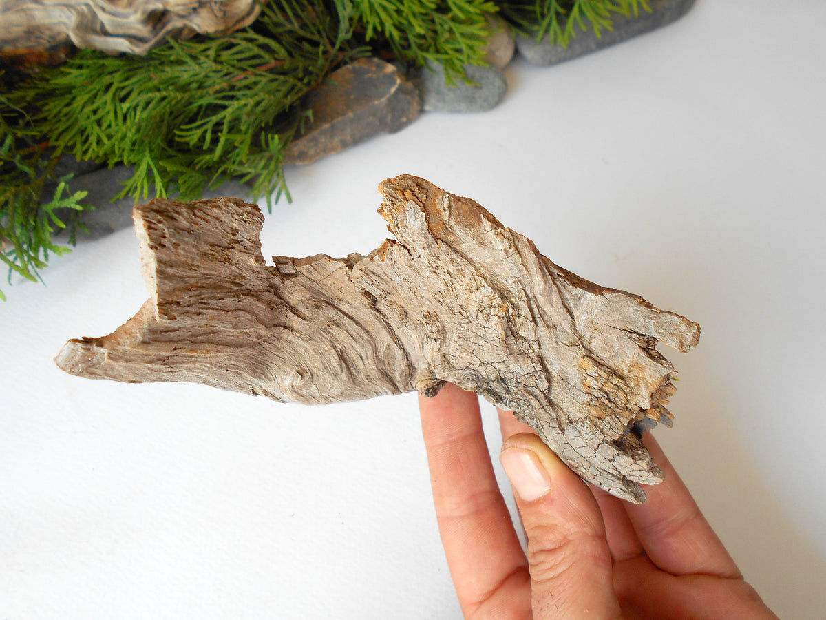 These are set of 5 naturally formed driftwood with a unique surface formed in a forest in the Rhodopes Mountain in Southern Europe- country Bulgaria. These pieces of wood have been formed for many years and time has exposed the inner parts of the old tree wood.&amp;nbsp;  Size: the driftwoods are about 4&#39;&#39; to 5&#39;&#39; - 10 to 13 cm.&amp;nbsp;