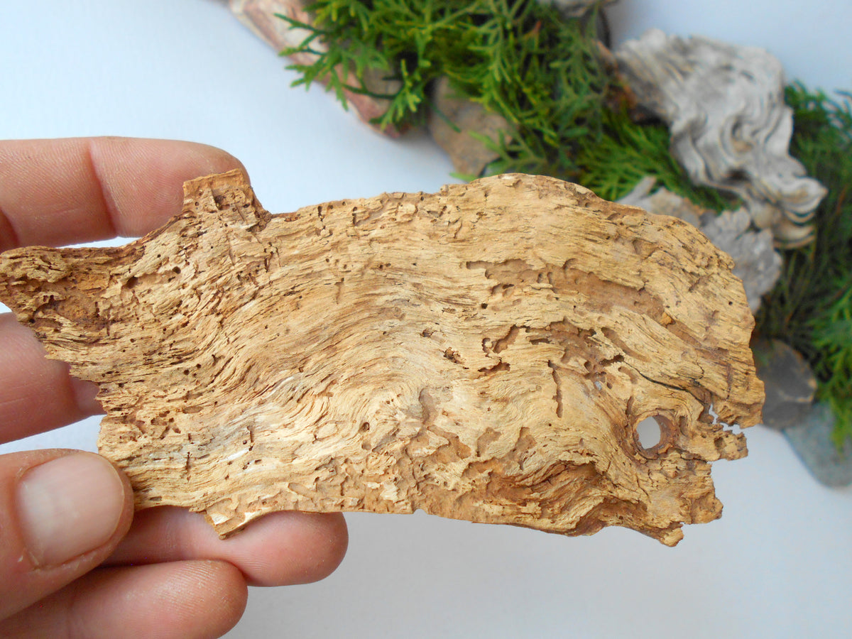 These are set of 5 naturally formed driftwood with a unique surface formed in a forest in the Rhodopes Mountain in Southern Europe- country Bulgaria. These pieces of wood have been formed for many years and time has exposed the inner parts of the old tree wood.&amp;nbsp;  Size: the driftwoods are about 4&#39;&#39; to 5&#39;&#39; - 10 to 13 cm.&amp;nbsp;