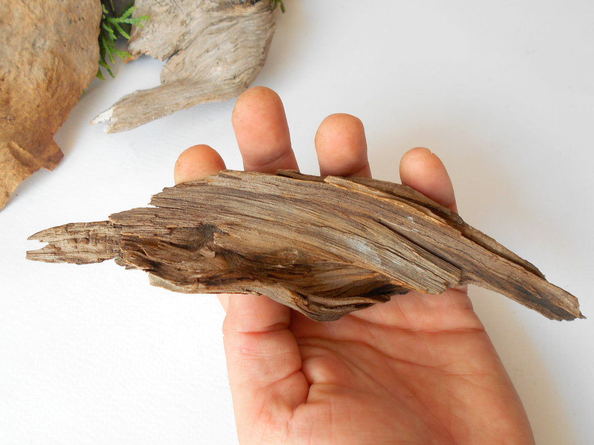 These are set of 5 naturally formed driftwood with a unique surface formed in a forest in the Rhodopes Mountain in Southern Europe- country Bulgaria. These pieces of wood have been formed for many years and time has exposed the inner parts of the old tree wood.&amp;nbsp;  Size: the driftwoods are about 4&#39;&#39; to 5&#39;&#39; - 10 to 13 cm.&amp;nbsp;