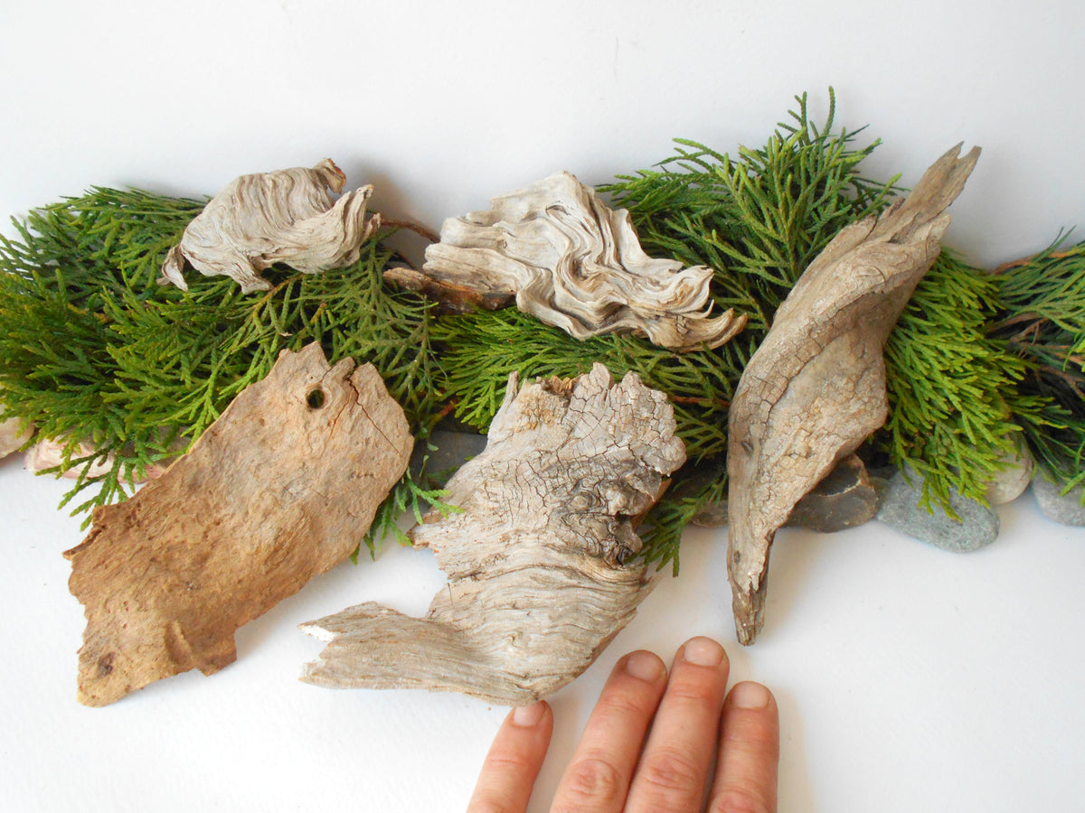 These are set of 5 naturally formed driftwood with a unique surface formed in a forest in the Rhodopes Mountain in Southern Europe- country Bulgaria. These pieces of wood have been formed for many years and time has exposed the inner parts of the old tree wood.&amp;nbsp;  Size: the driftwoods are about 4&#39;&#39; to 5&#39;&#39; - 10 to 13 cm.&amp;nbsp;