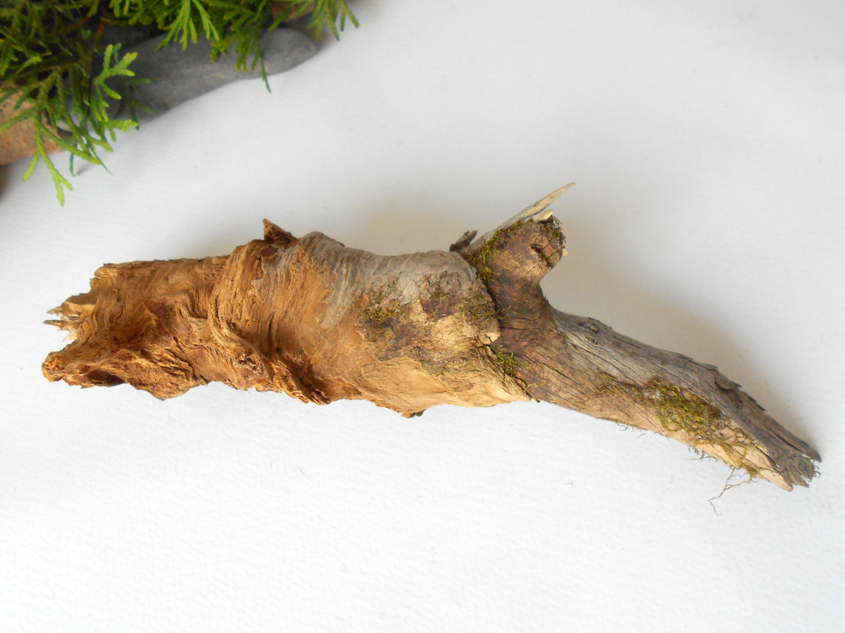 This is a naturally formed driftwood with a unique surface formed in a forest in the Rhodopes Mountain in Southern Europe- country Bulgaria. This piece of wood has been formed for many years and time has exposed the inner parts of the old tree wood.&amp;nbsp;  Size: 7&#39;&#39; x 2&#39;&#39; x 2&#39;&#39;-&amp;nbsp; 18 x 5 x 5 cm.&amp;nbsp;