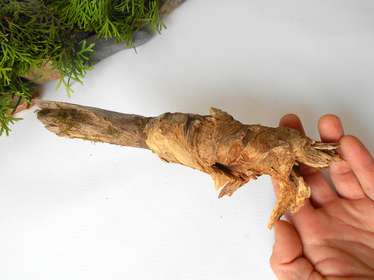 This is a naturally formed driftwood with a unique surface formed in a forest in the Rhodopes Mountain in Southern Europe- country Bulgaria. This piece of wood has been formed for many years and time has exposed the inner parts of the old tree wood.&amp;nbsp;  Size: 7&#39;&#39; x 2&#39;&#39; x 2&#39;&#39;-&amp;nbsp; 18 x 5 x 5 cm.&amp;nbsp;