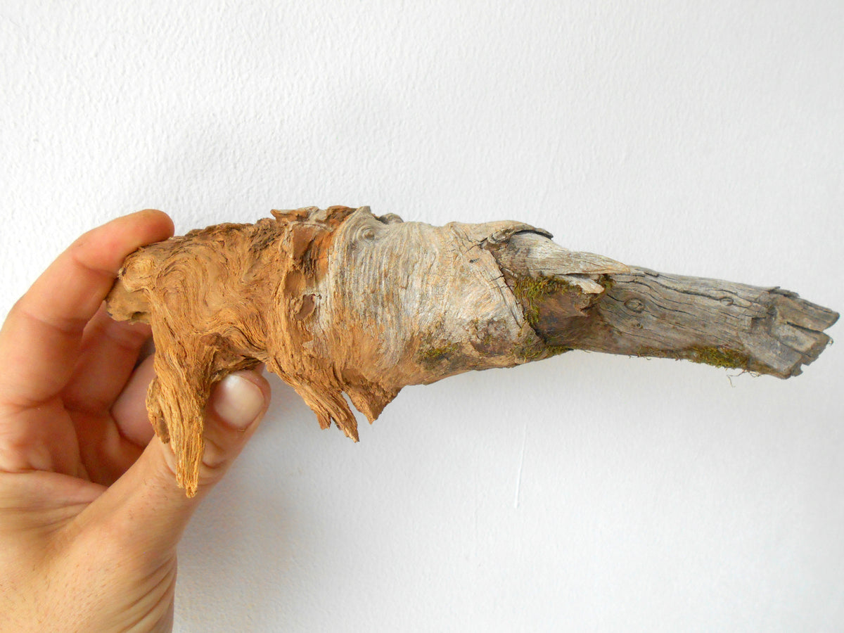 This is a naturally formed driftwood with a unique surface formed in a forest in the Rhodopes Mountain in Southern Europe- country Bulgaria. This piece of wood has been formed for many years and time has exposed the inner parts of the old tree wood.&amp;nbsp;  Size: 7&#39;&#39; x 2&#39;&#39; x 2&#39;&#39;-&amp;nbsp; 18 x 5 x 5 cm.&amp;nbsp;