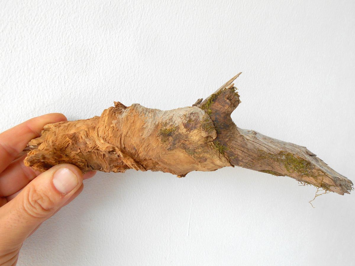 This is a naturally formed driftwood with a unique surface formed in a forest in the Rhodopes Mountain in Southern Europe- country Bulgaria. This piece of wood has been formed for many years and time has exposed the inner parts of the old tree wood.&amp;nbsp;  Size: 7&#39;&#39; x 2&#39;&#39; x 2&#39;&#39;-&amp;nbsp; 18 x 5 x 5 cm.&amp;nbsp;