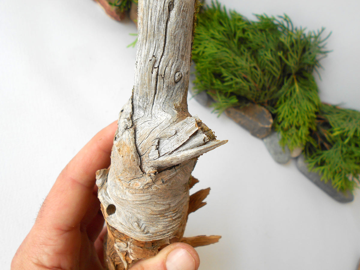 This is a naturally formed driftwood with a unique surface formed in a forest in the Rhodopes Mountain in Southern Europe- country Bulgaria. This piece of wood has been formed for many years and time has exposed the inner parts of the old tree wood.&amp;nbsp;  Size: 7&#39;&#39; x 2&#39;&#39; x 2&#39;&#39;-&amp;nbsp; 18 x 5 x 5 cm.&amp;nbsp;