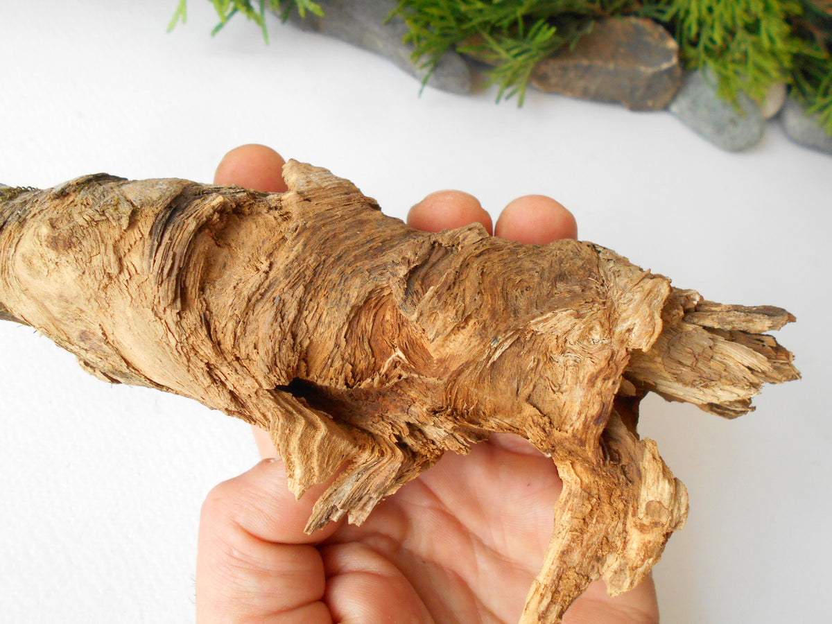 This is a naturally formed driftwood with a unique surface formed in a forest in the Rhodopes Mountain in Southern Europe- country Bulgaria. This piece of wood has been formed for many years and time has exposed the inner parts of the old tree wood.&amp;nbsp;  Size: 7&#39;&#39; x 2&#39;&#39; x 2&#39;&#39;-&amp;nbsp; 18 x 5 x 5 cm.&amp;nbsp;