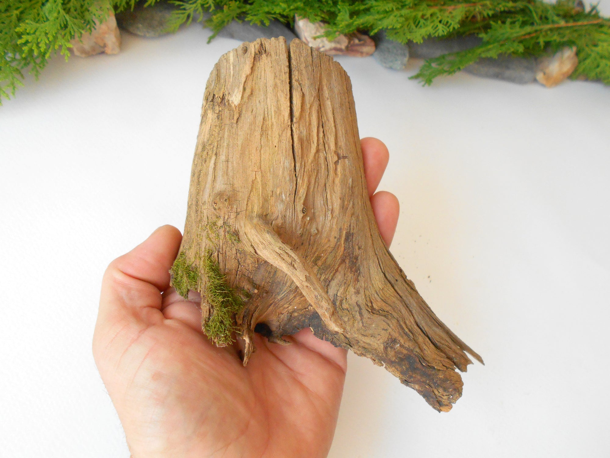 This is a naturally formed driftwood with a unique surface formed in a forest in the Rhodopes Mountain in Southern Europe- country Bulgaria. This piece of wood has been formed for many years and time has exposed the inner parts of the old tree wood.&nbsp;

Size: about 7'' x 5'' x 1.5''-&nbsp; 18 x 13 x 4 cm.