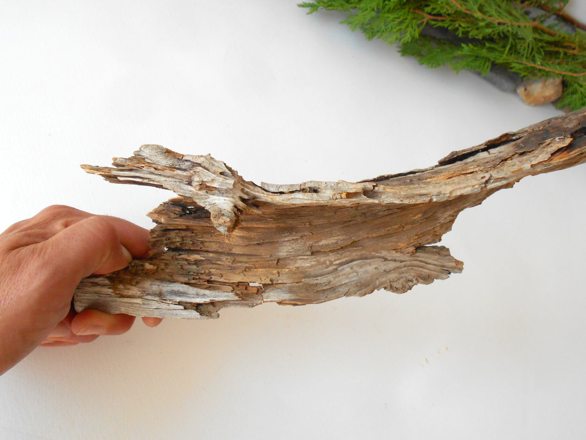 Driftwood from pine tree- Unique wood piece- natural forest decoration- naturally twisted wood