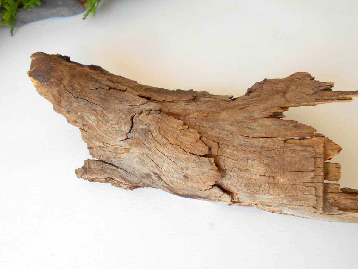 Driftwood from pine tree- Unique wood piece- natural forest decoration- naturally twisted wood