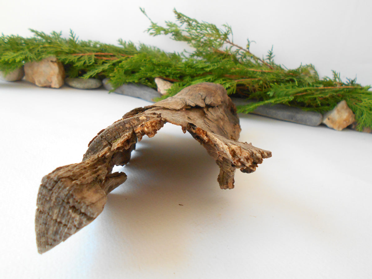 Driftwood from pine tree- Unique wood piece- natural forest decoration- naturally twisted wood