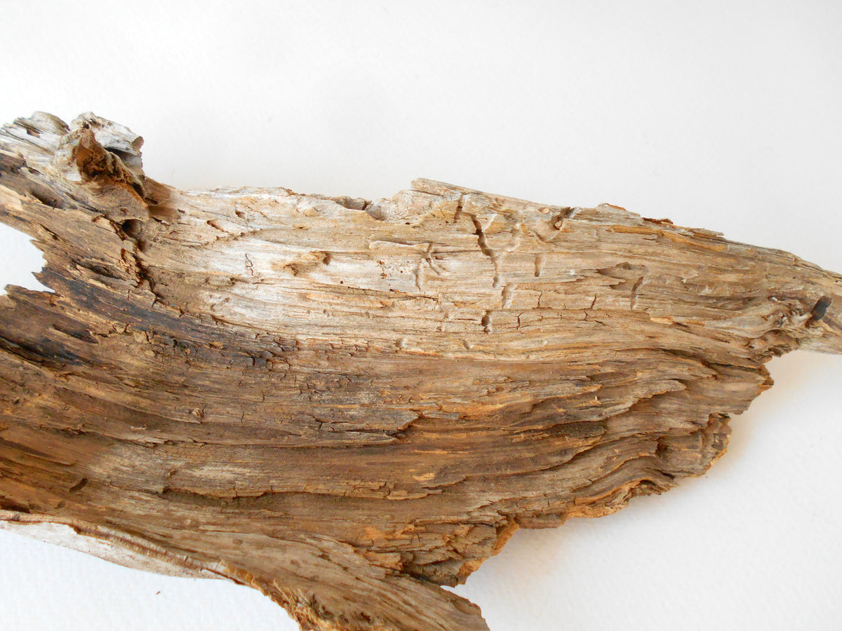 Driftwood from pine tree- Unique wood piece- natural forest decoration- naturally twisted wood