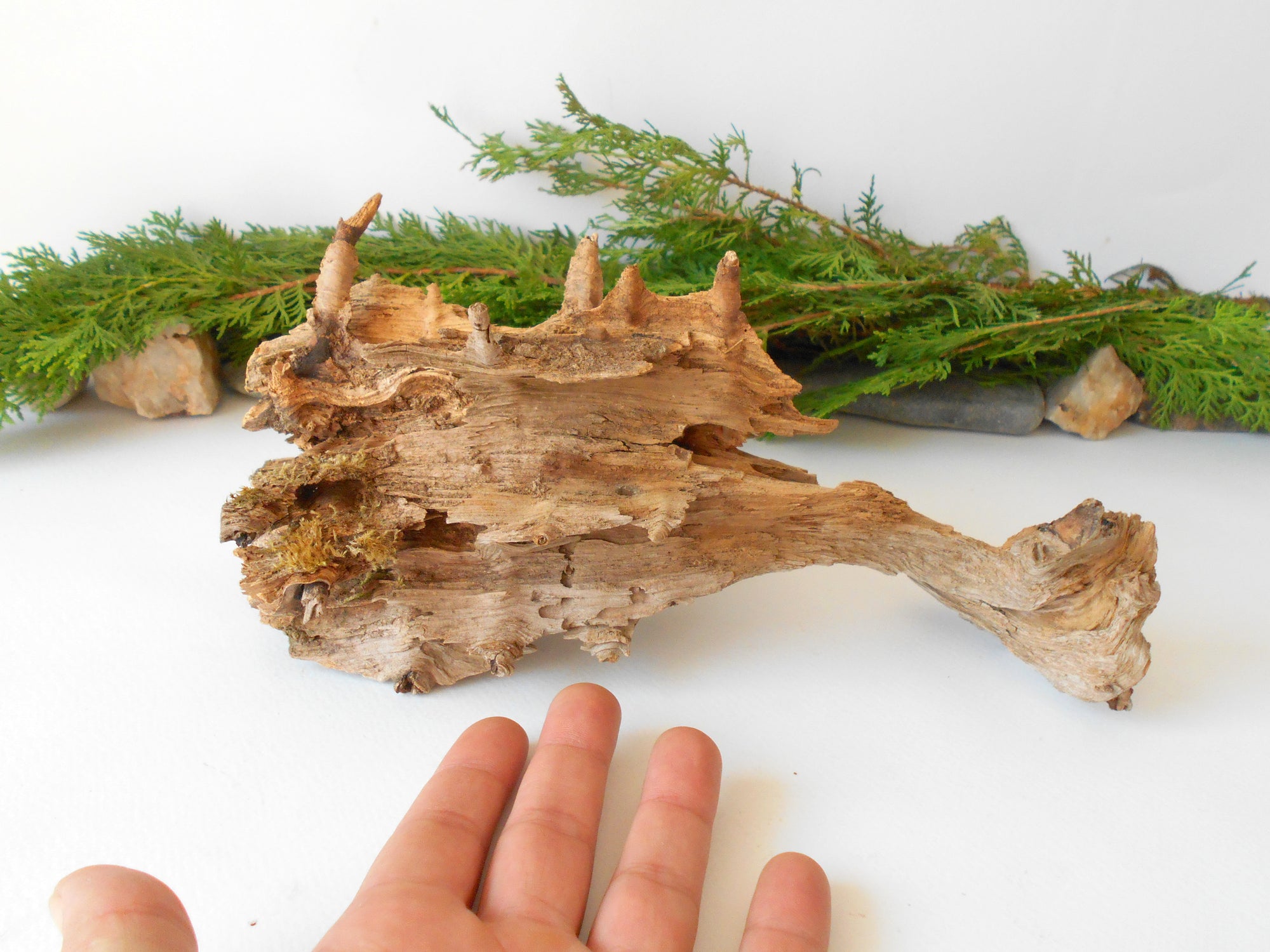 This is a naturally formed driftwood with a unique surface formed in a forest in the Rhodopes Mountain in Southern Europe- country Bulgaria. This piece of wood has been formed for many years and time has exposed the inner parts of the old tree wood.&nbsp;

Size: about 11''L x 4''w x 5'' h-&nbsp; 28 x 10 x 13 cm.&nbsp;